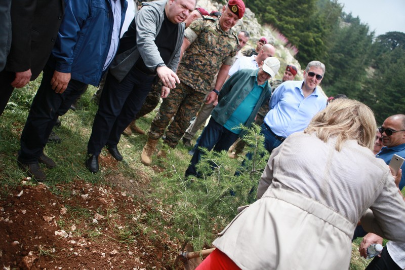 Cedar tree in memory of the Lebanese Commandos Regiment founder